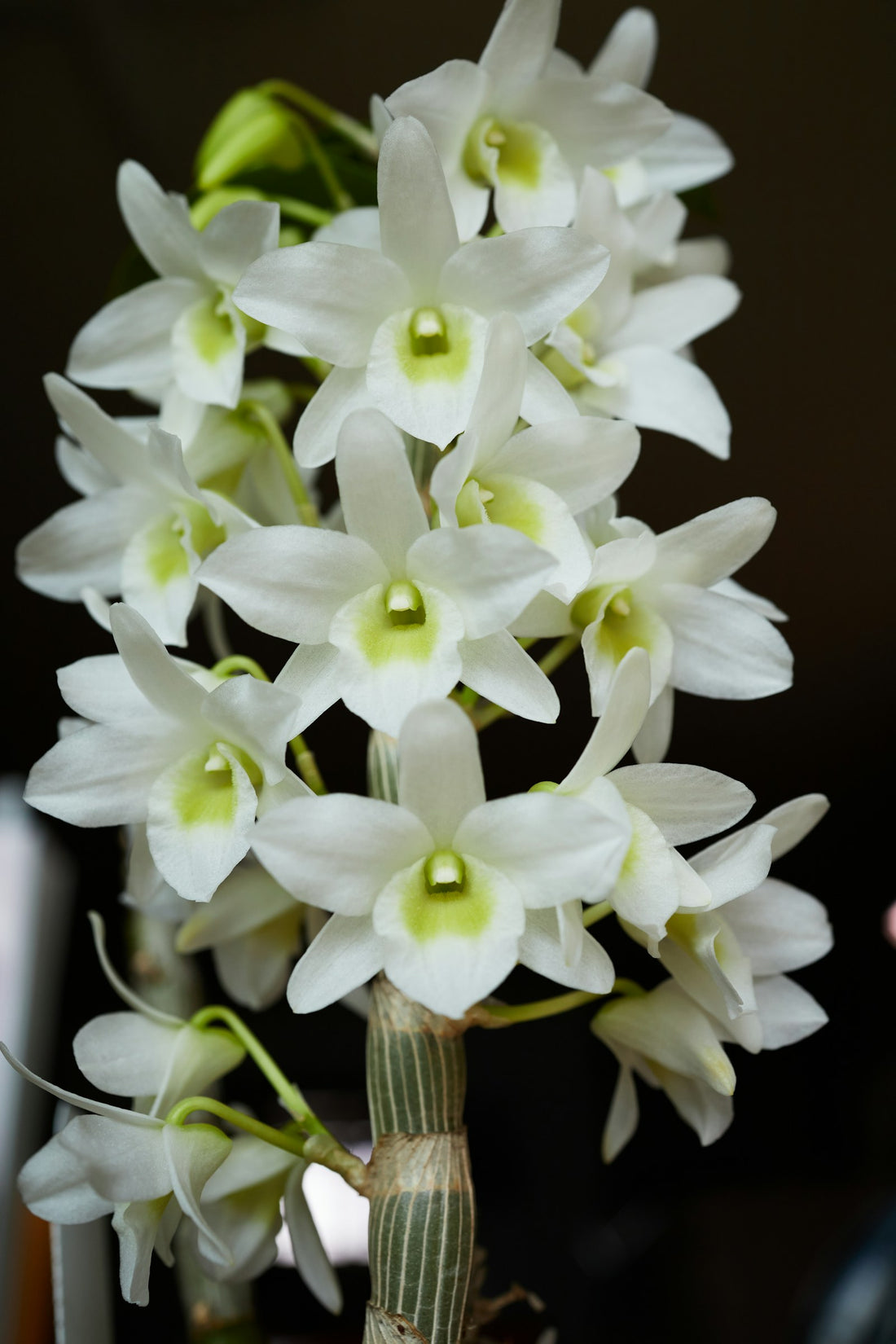 Dendrobium