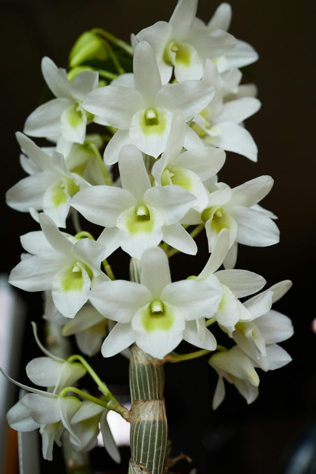 Dendrobium