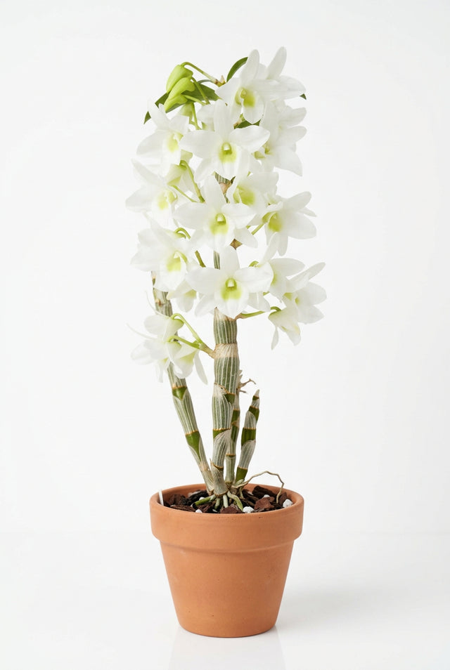 Dendrobium