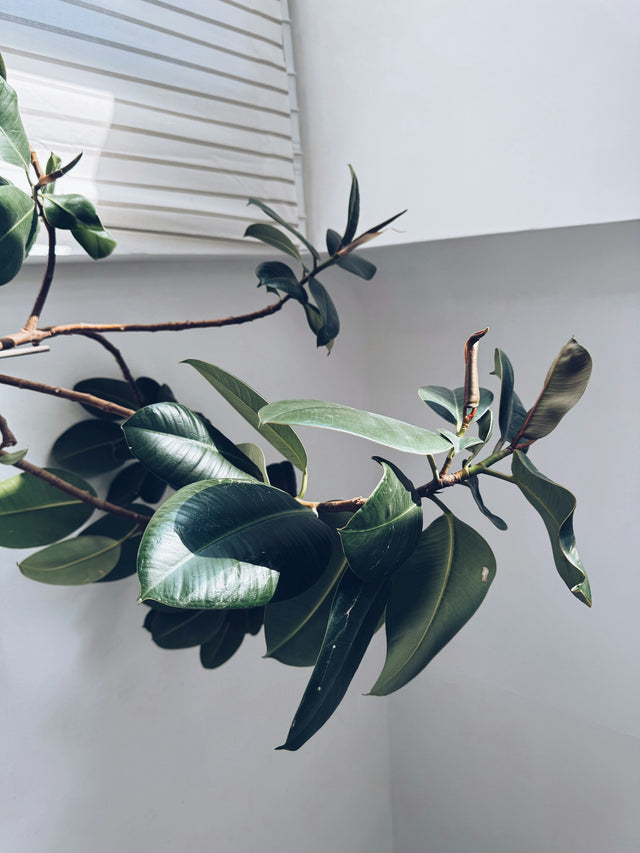 Rubberplant
