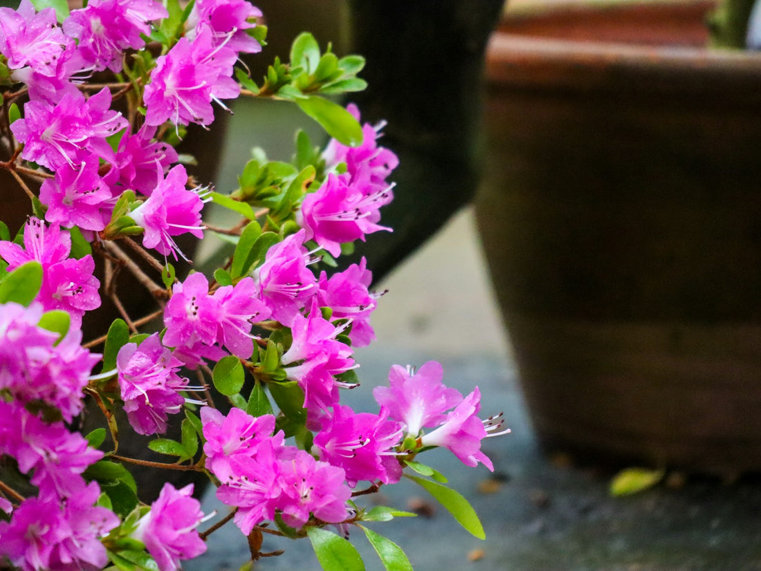 Azalea / Rododendron