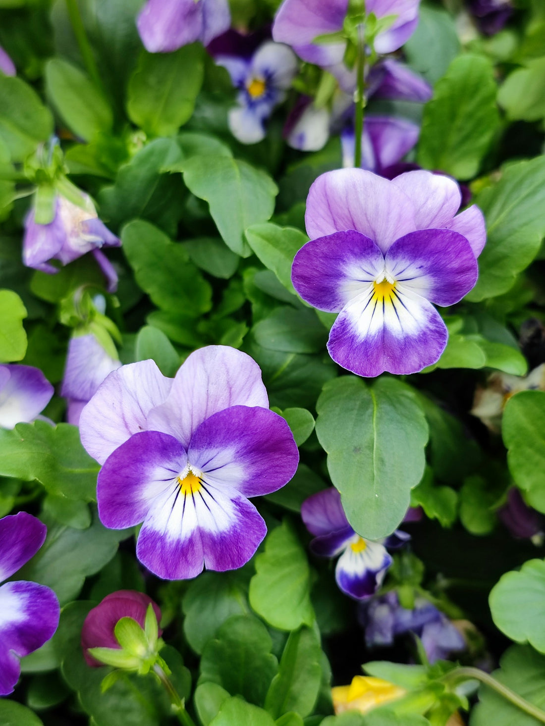 Viooltje