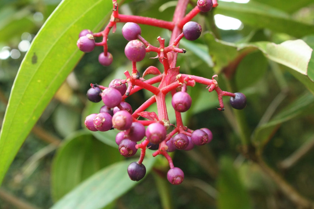 Medinilla ‘Dolce Rossa Bloem’