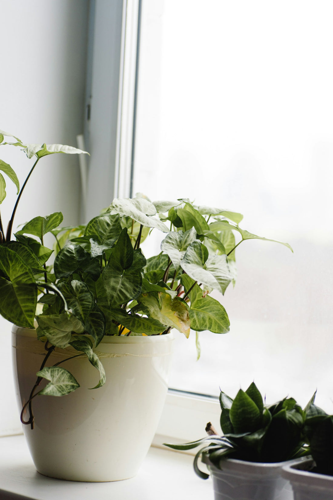 Klimop (Hedera)