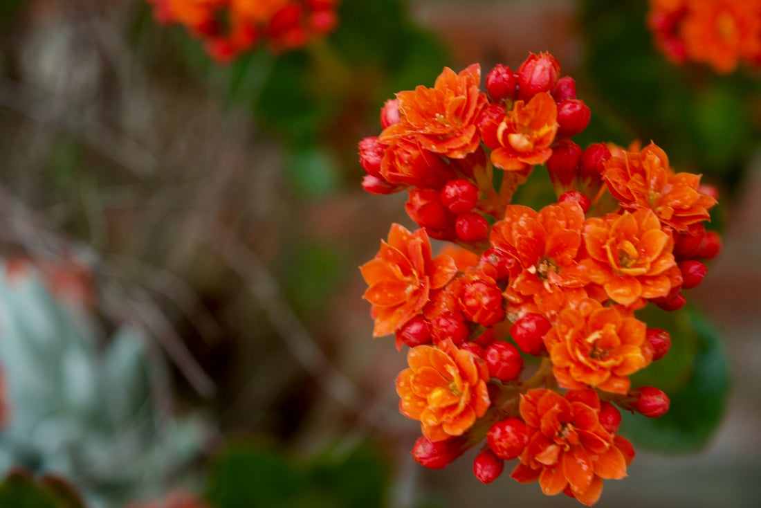 Kalanchoë