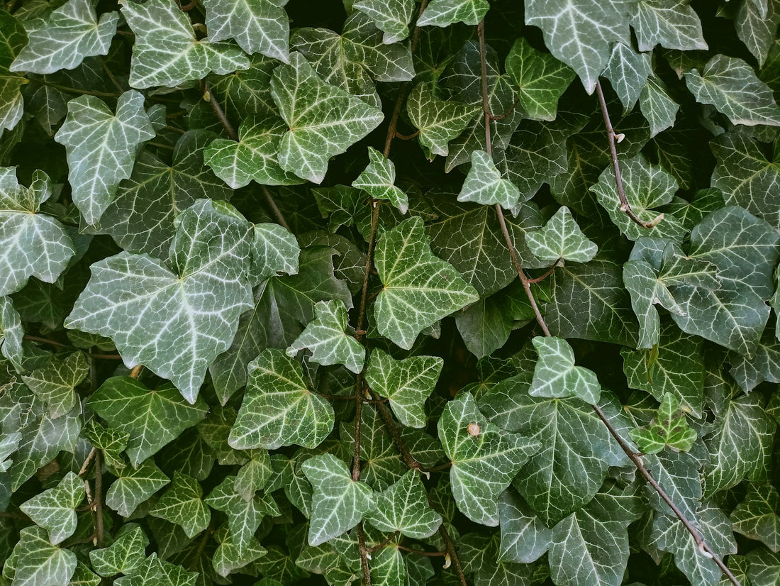 Klimop (Hedera)