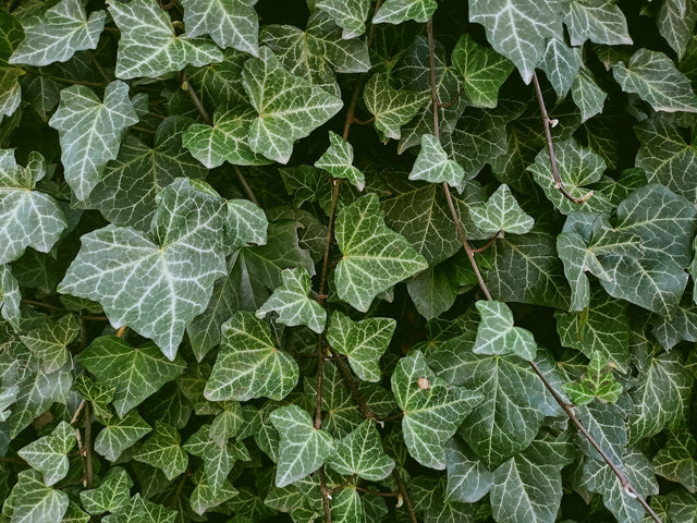Klimop (Hedera)