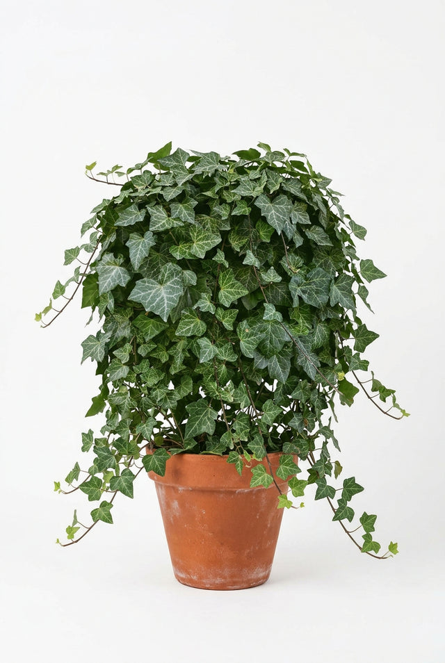 Hedera