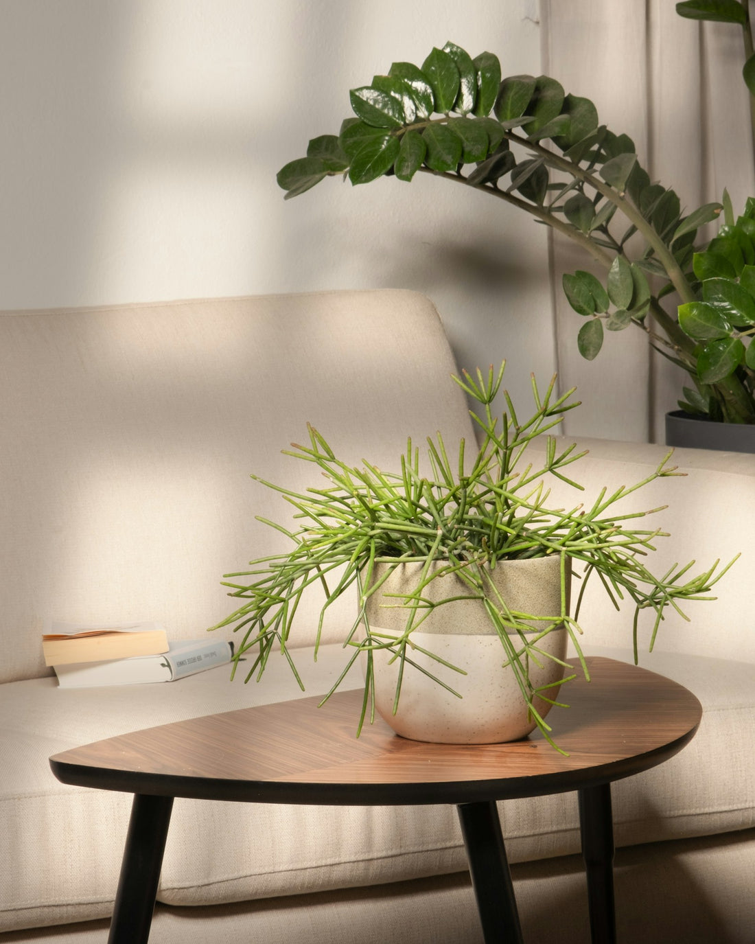 Rhipsalis