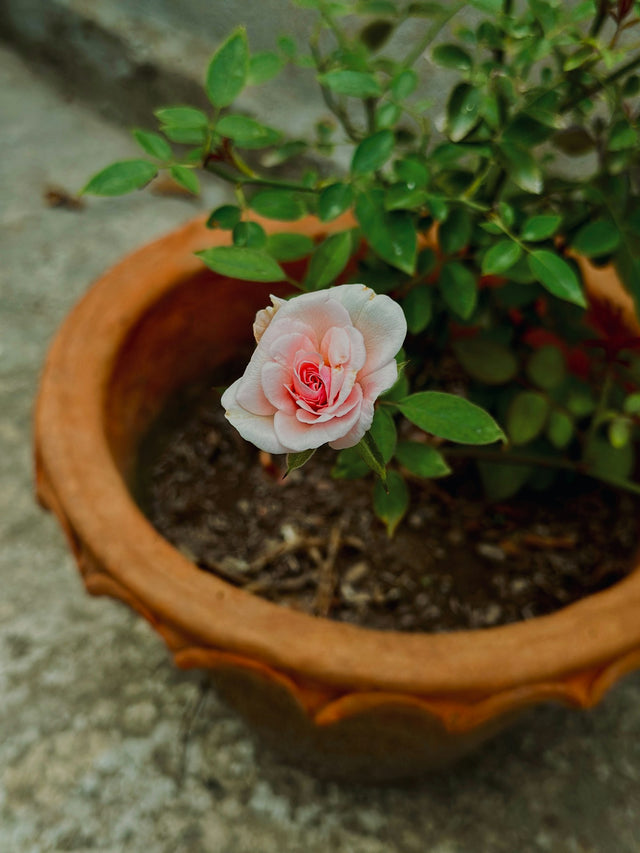Roos in pot