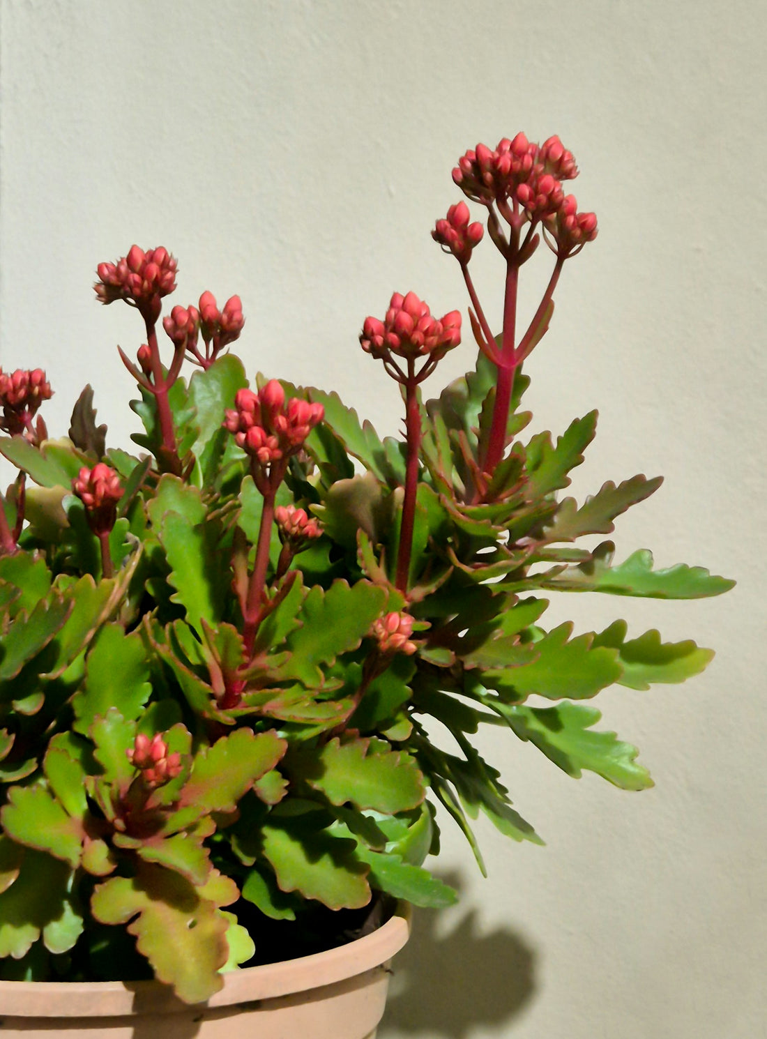 Croton