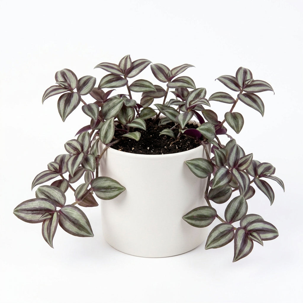 Callisia Repens
