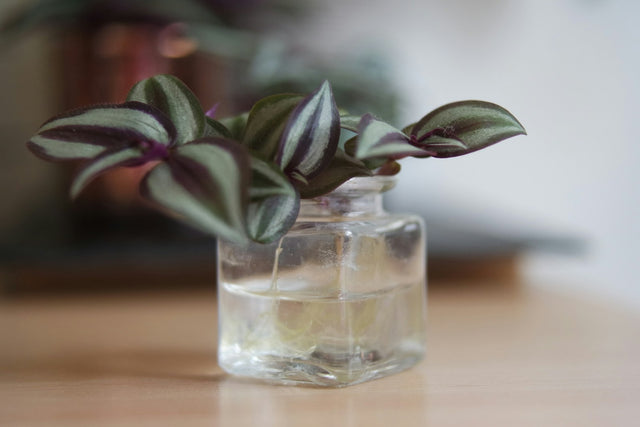 Tradescantia