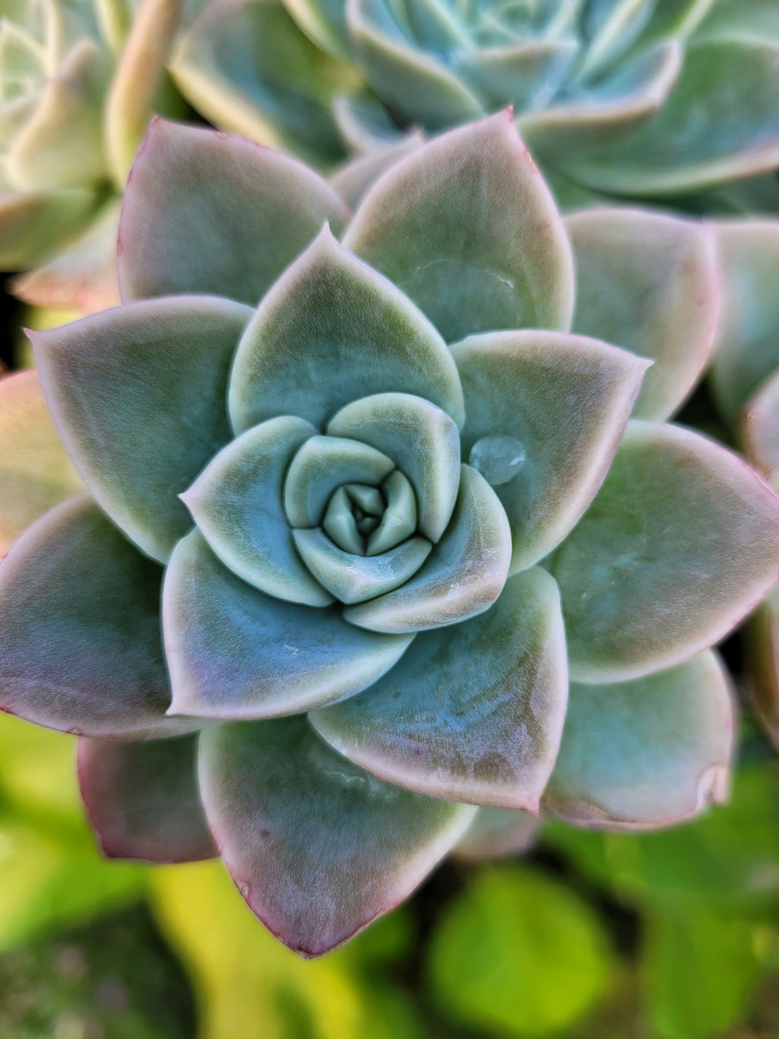 Echeveria