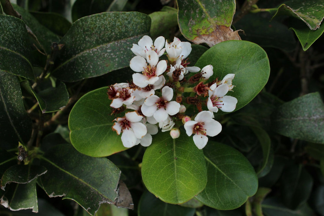 Clusia ‘Princess’