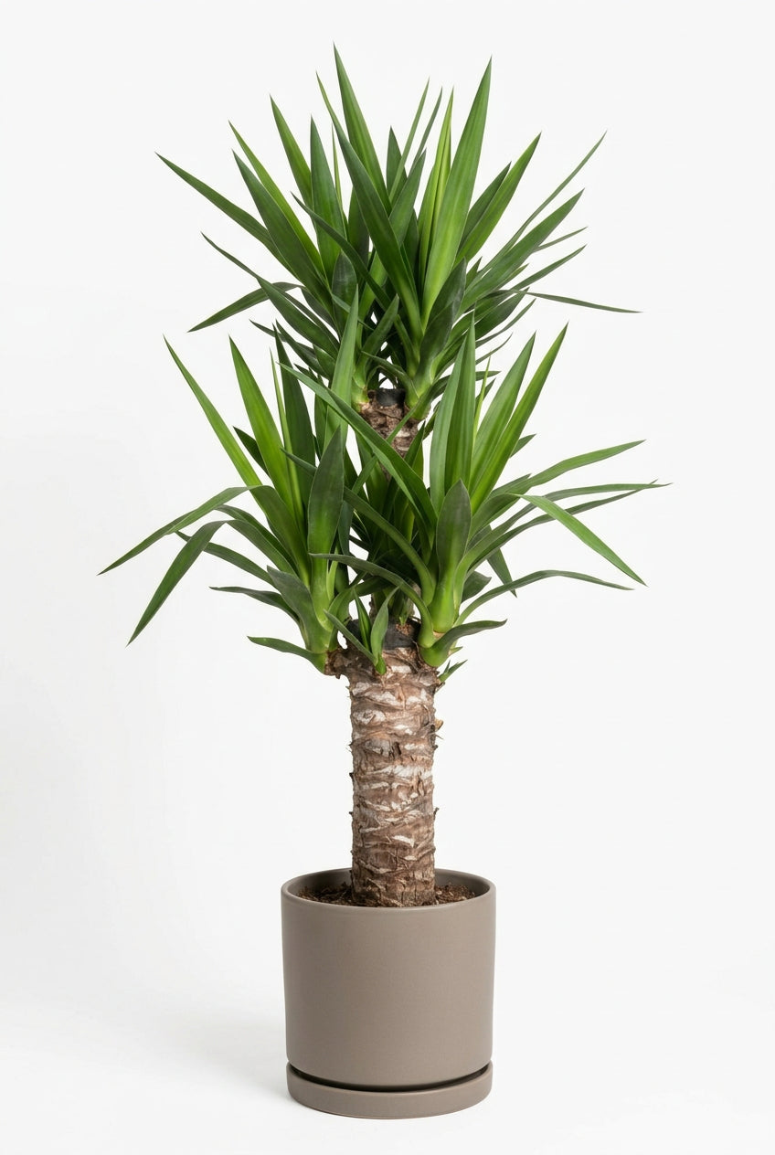 Yucca