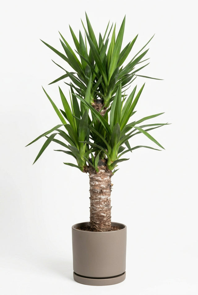Yucca