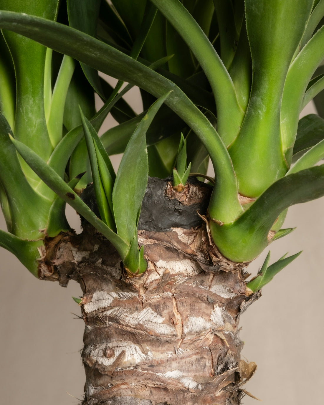 Yucca