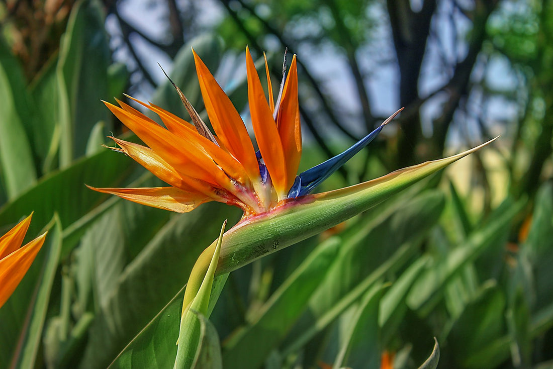 Paradijsvogelbloem (Strelitzia)