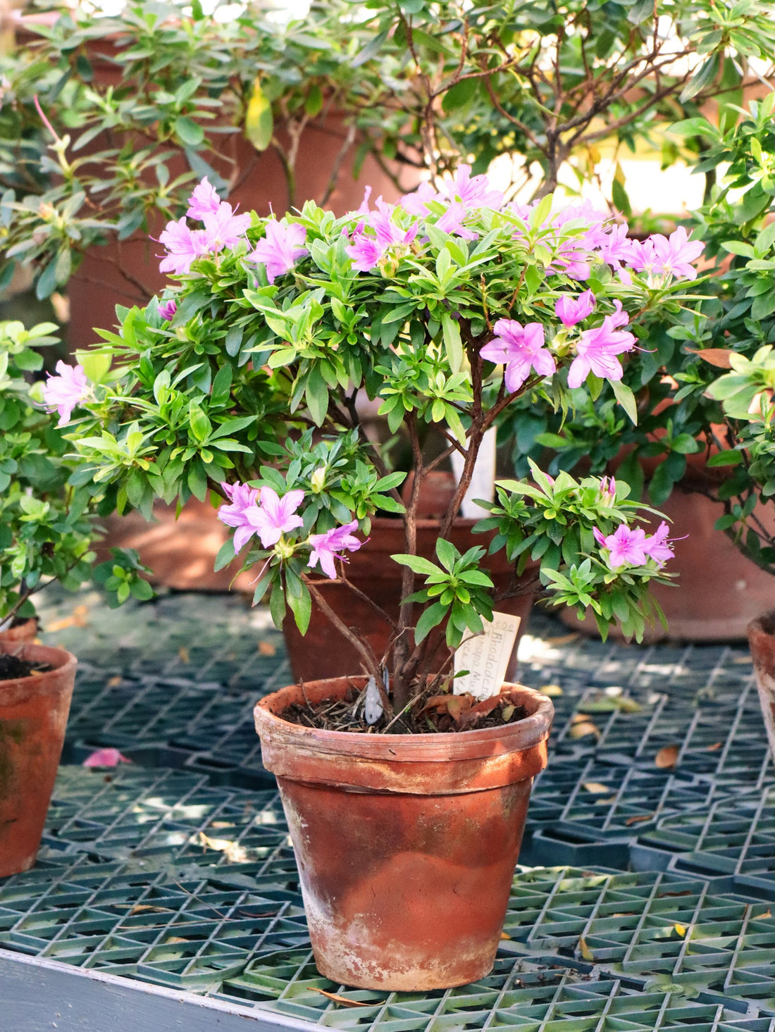 Azalea / Rododendron