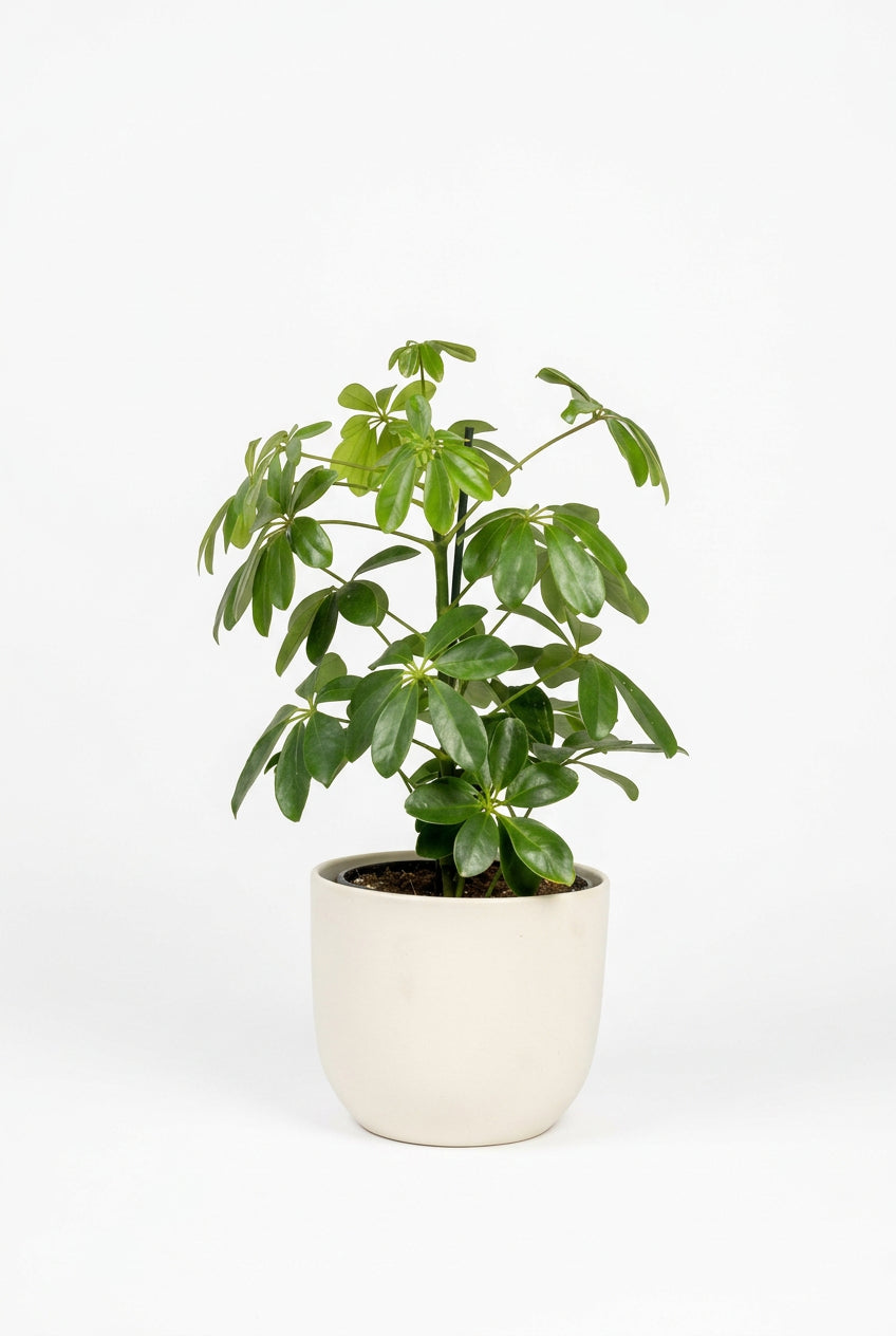 Schefflera Arboricola Nora