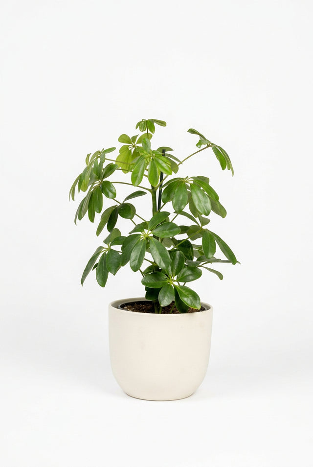 Schefflera