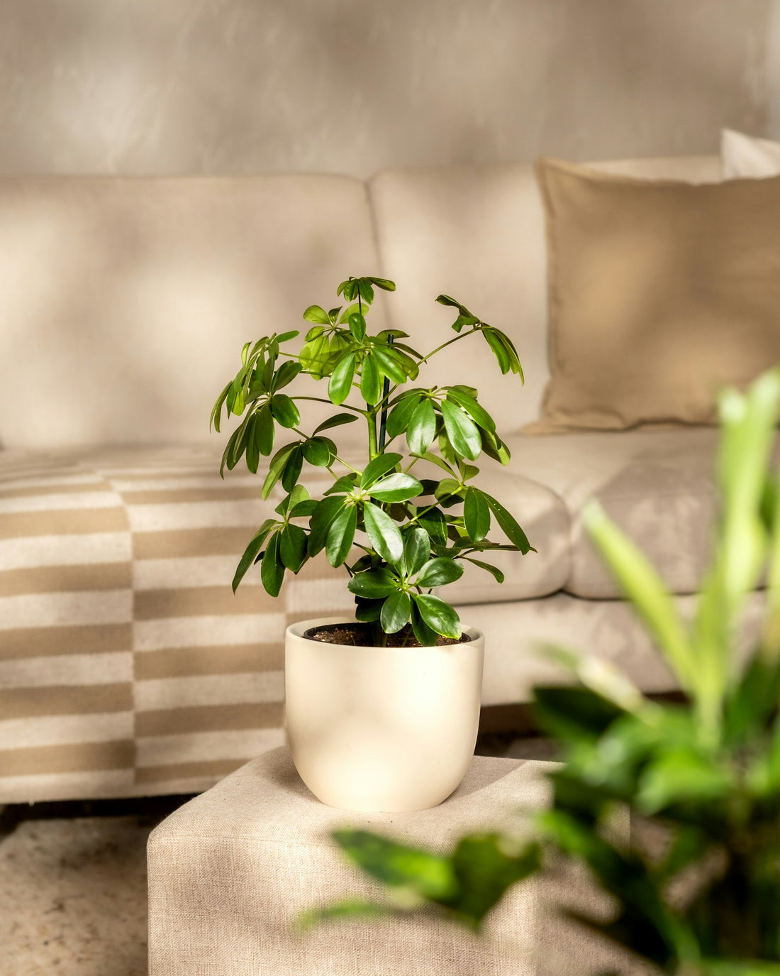 Schefflera