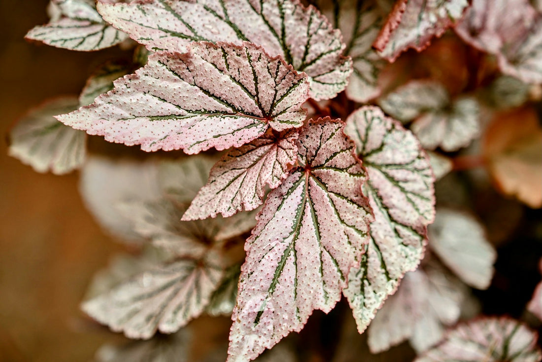 Begonia