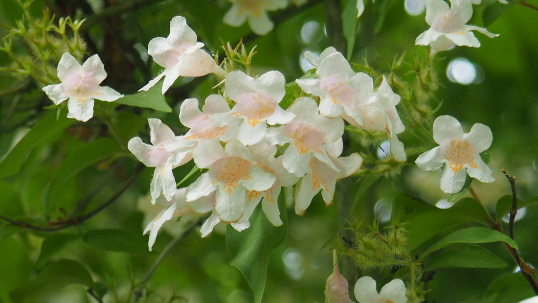 Stephanotis