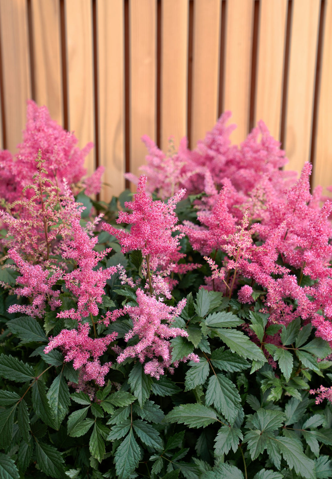 Pluimspirea ‘Highlight’