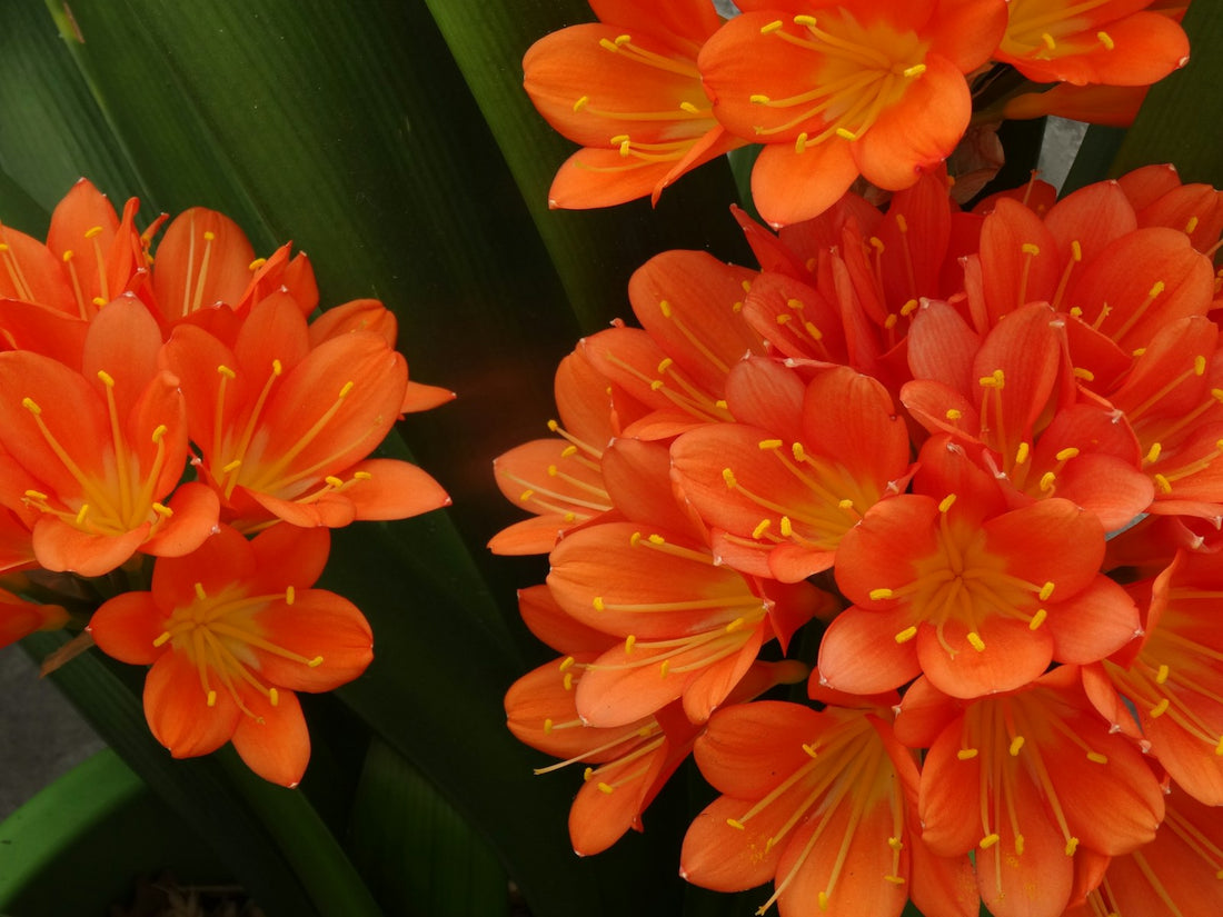 Clivia