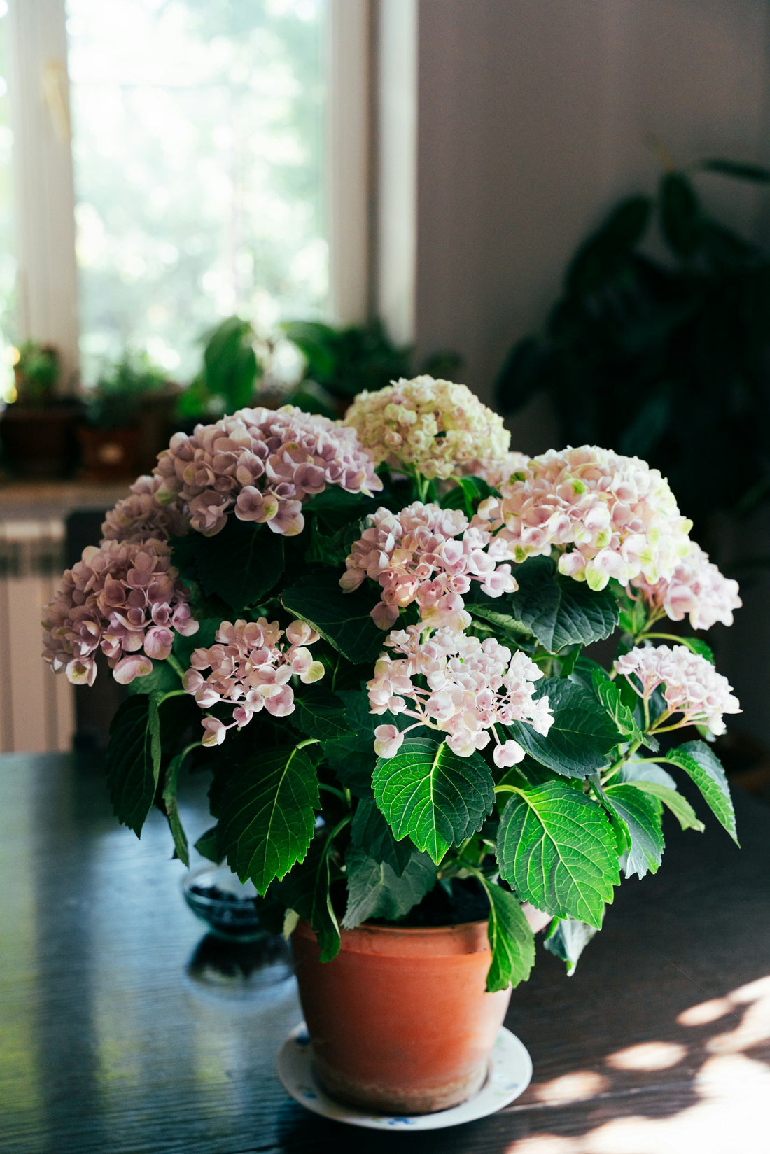Hortensia