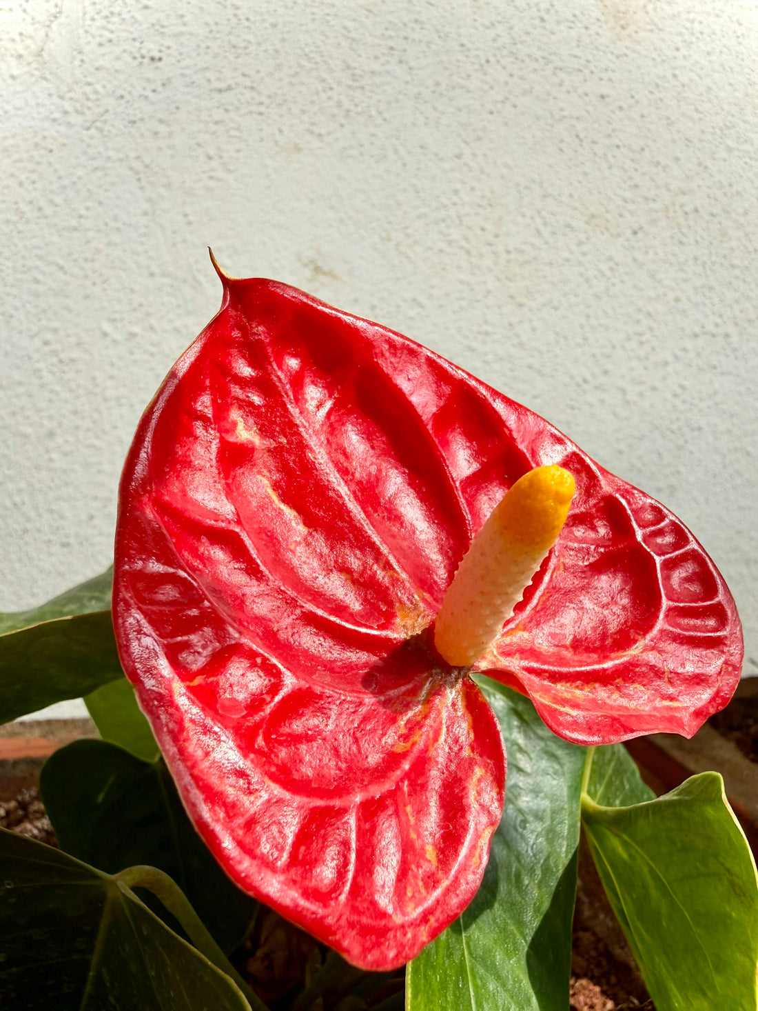Anthurium