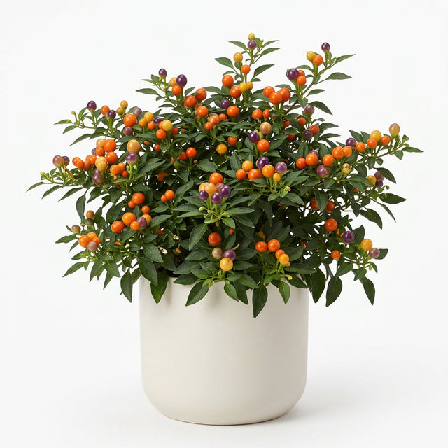 Solanum Mandarin