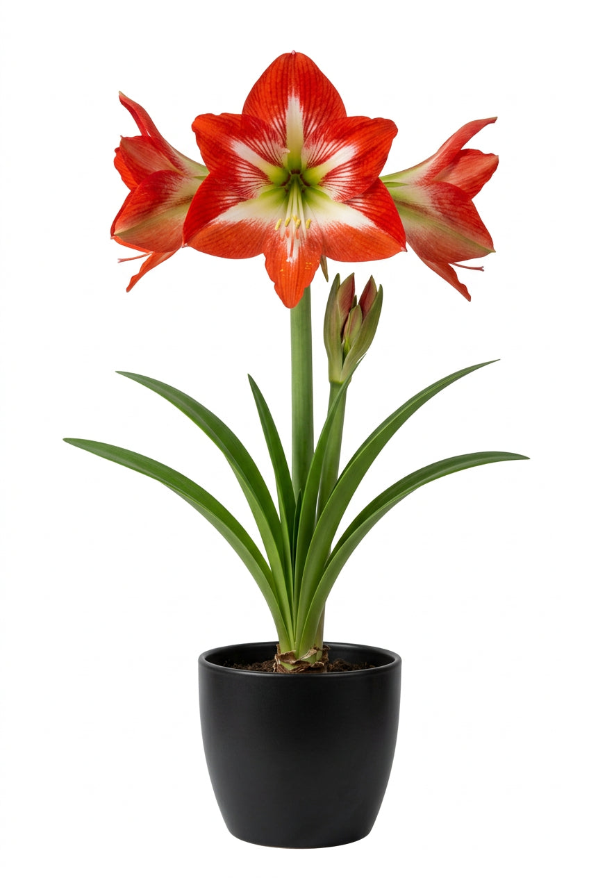 Hippeastrum overig