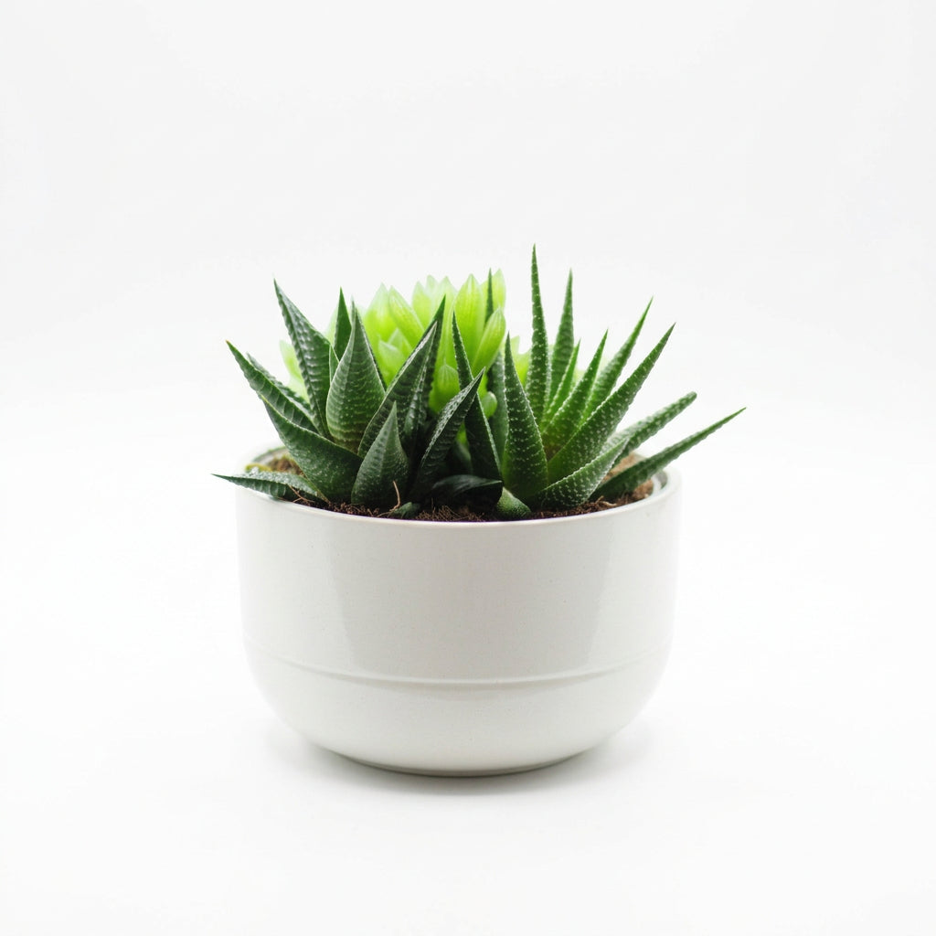 Gasterhaworthia Roy High