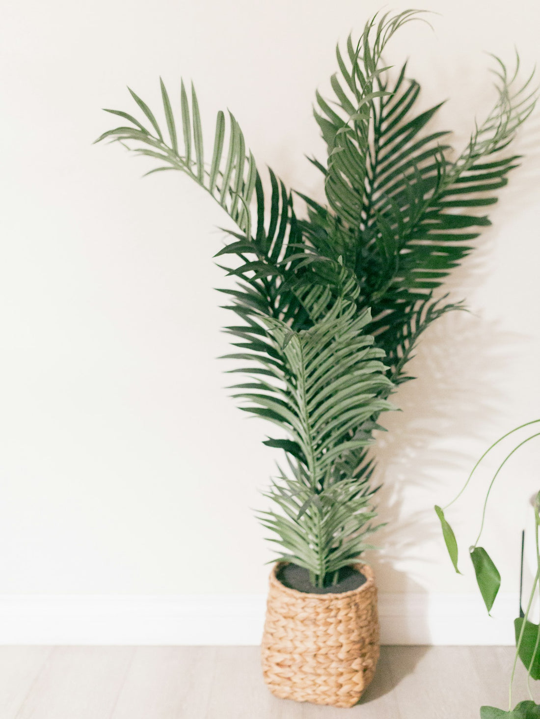 Areca palm