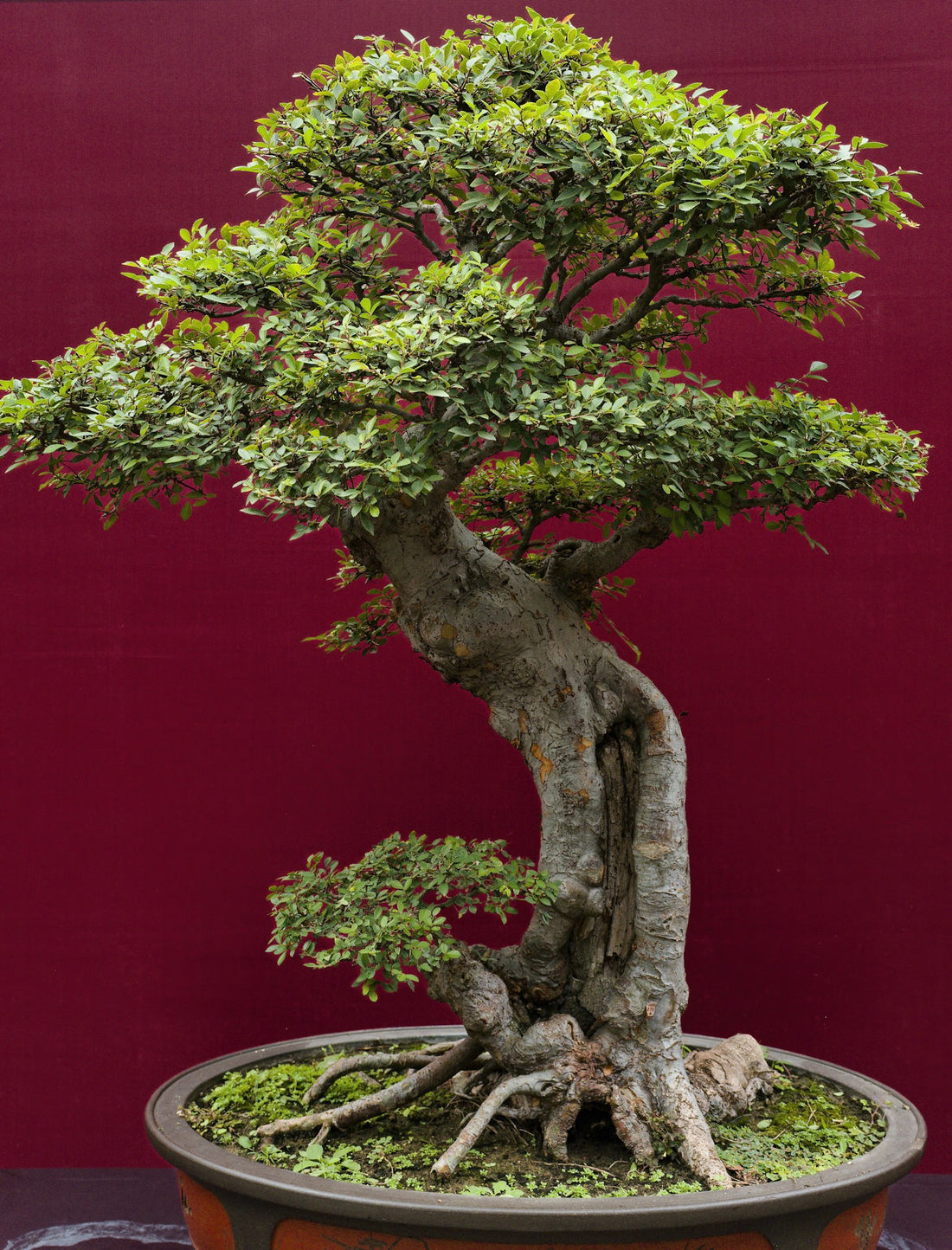 Bonsai