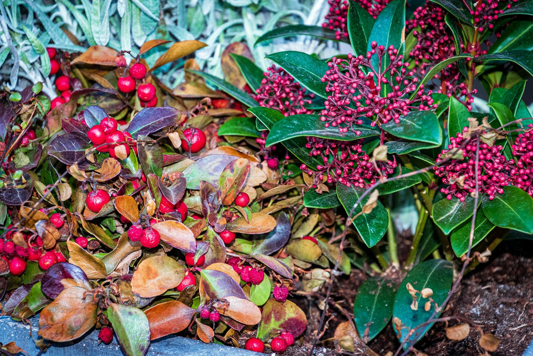 Skimmia