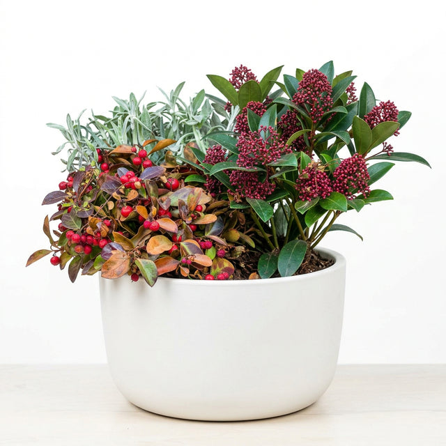 Skimmia Reevesiana