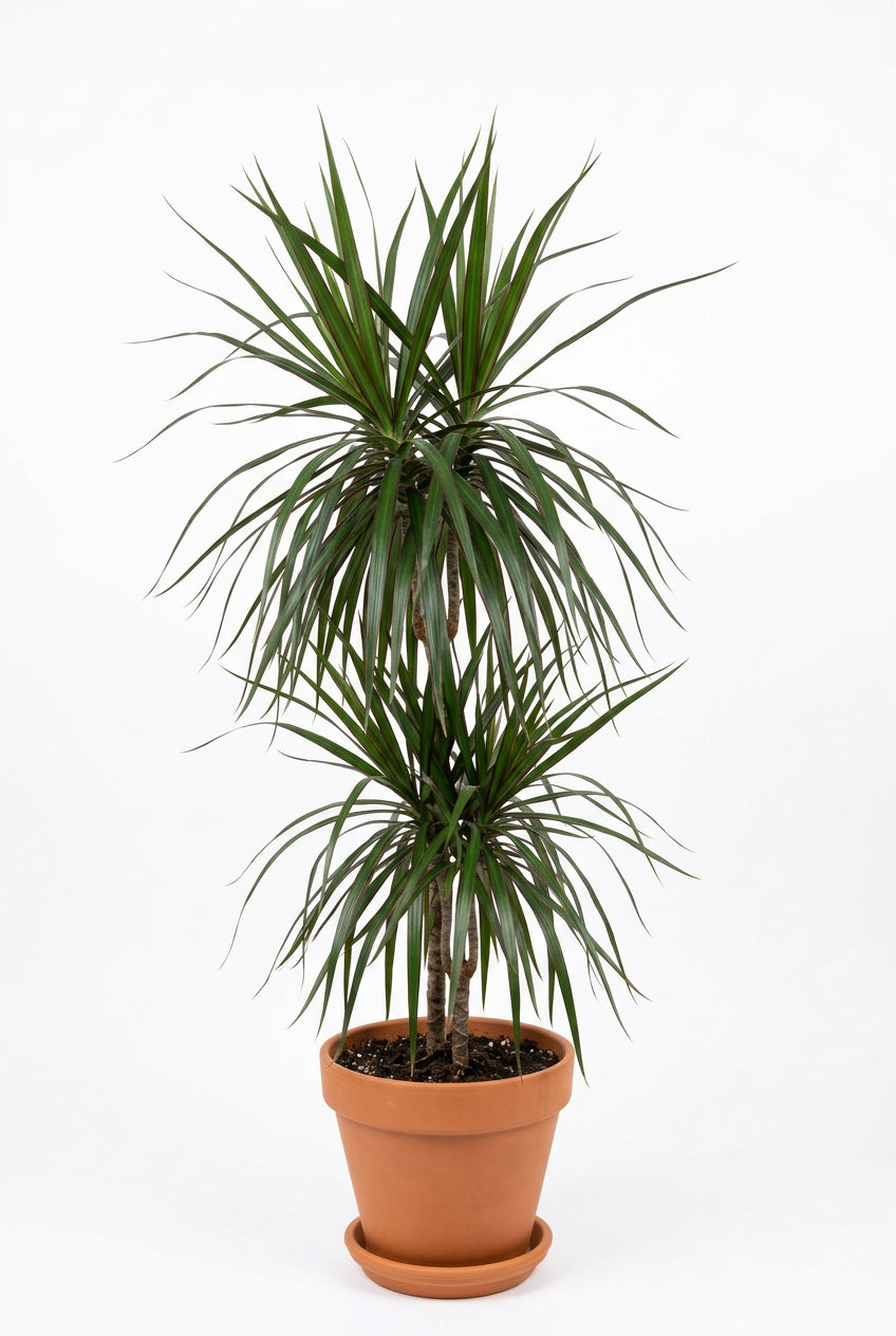 Dracaena Marginata