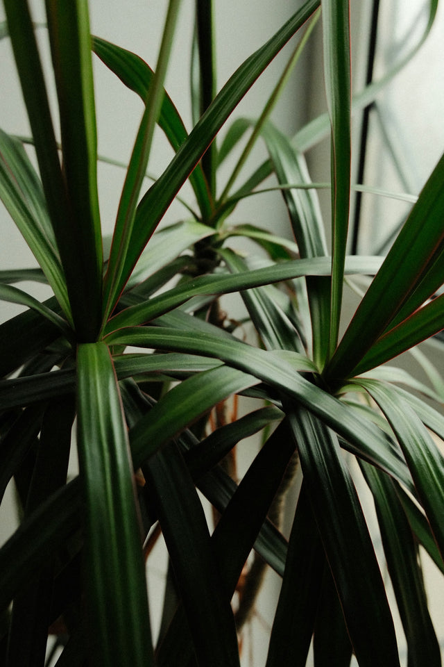 Drakenboom (marginata)