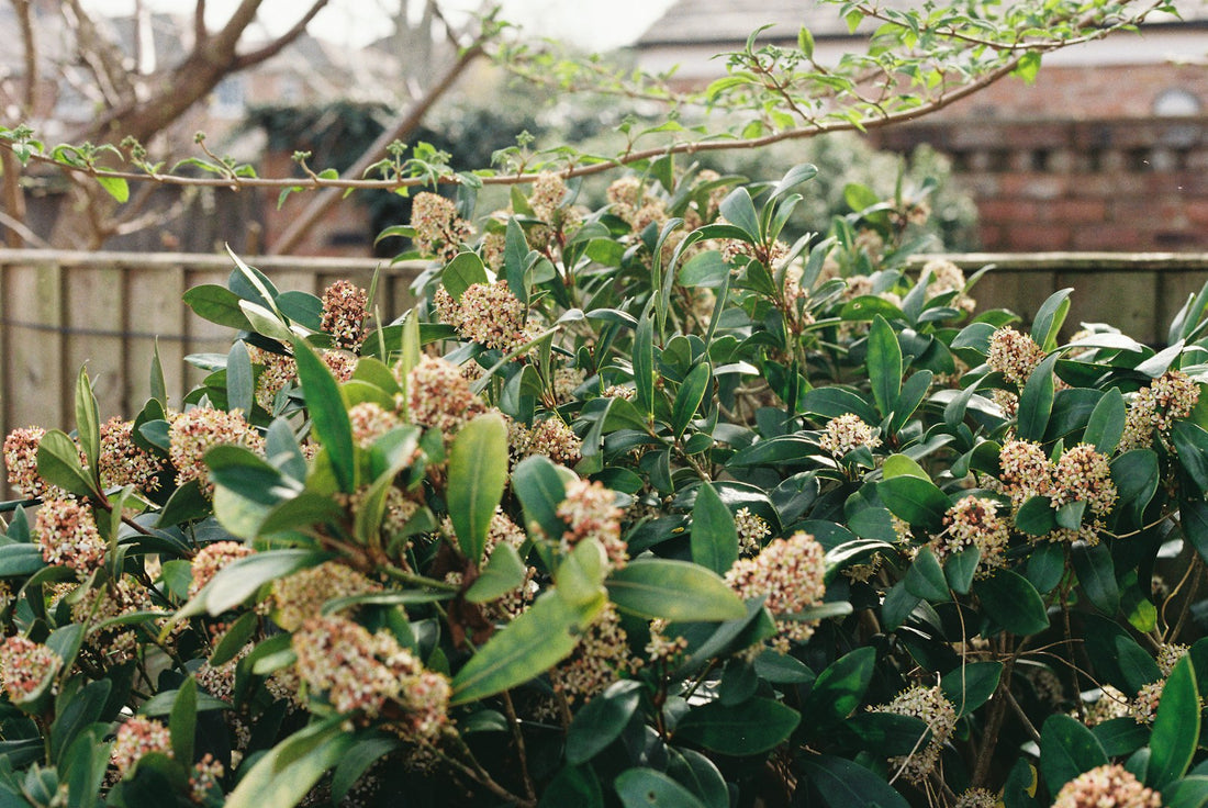 Skimmia