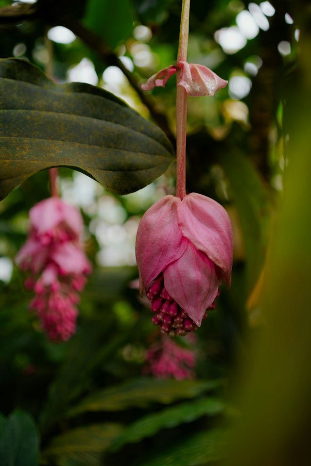 Medinilla ‘Dolce Rossa Bloem’