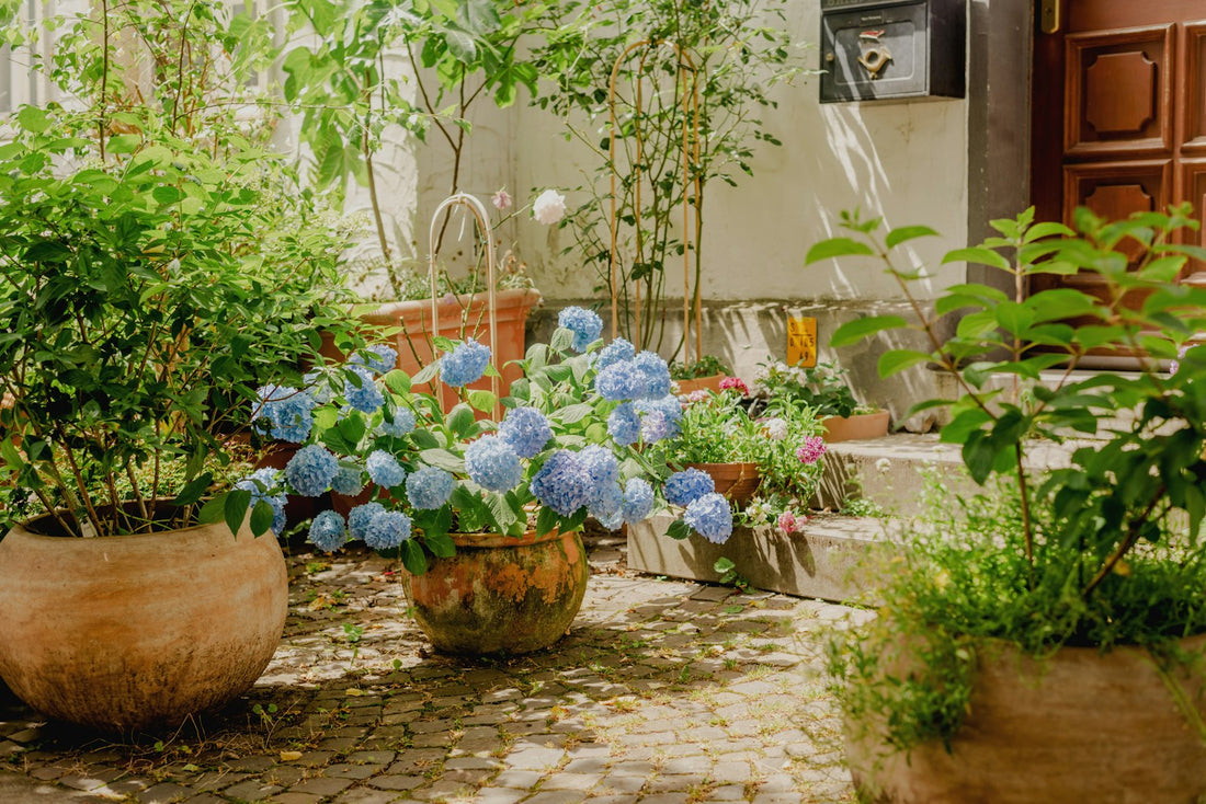 Hortensia