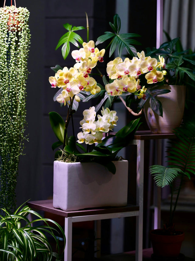 Phalaenopsis, wit