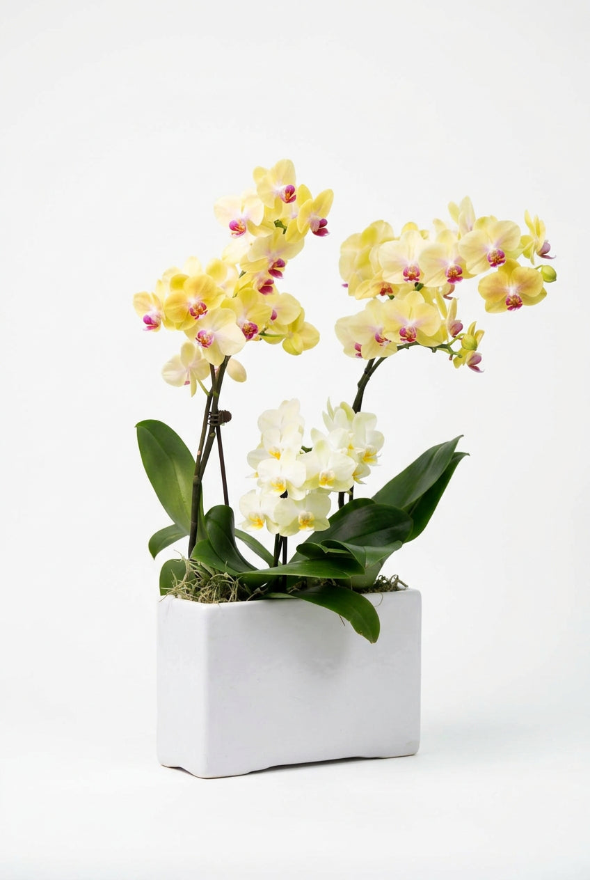 Phalaenopsis Wit