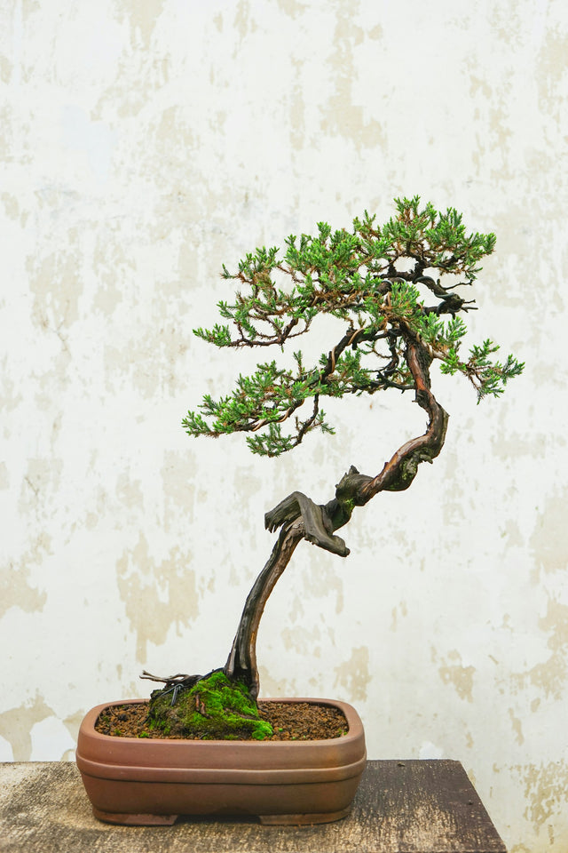 Bonsai