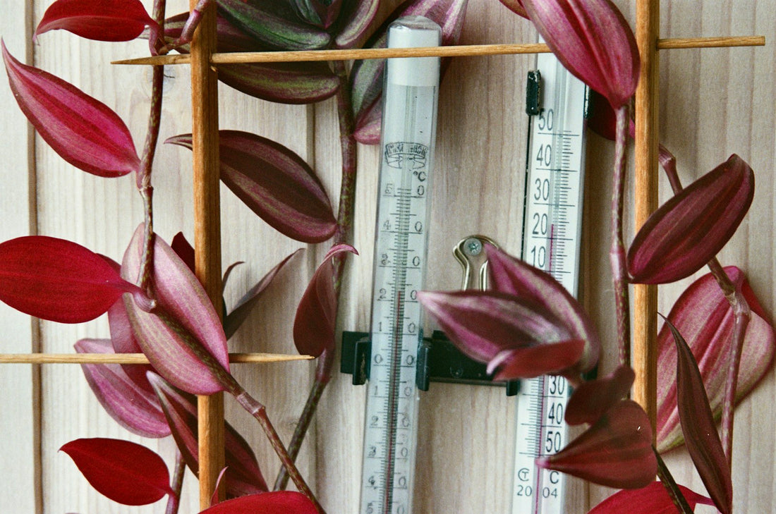 Tradescantia