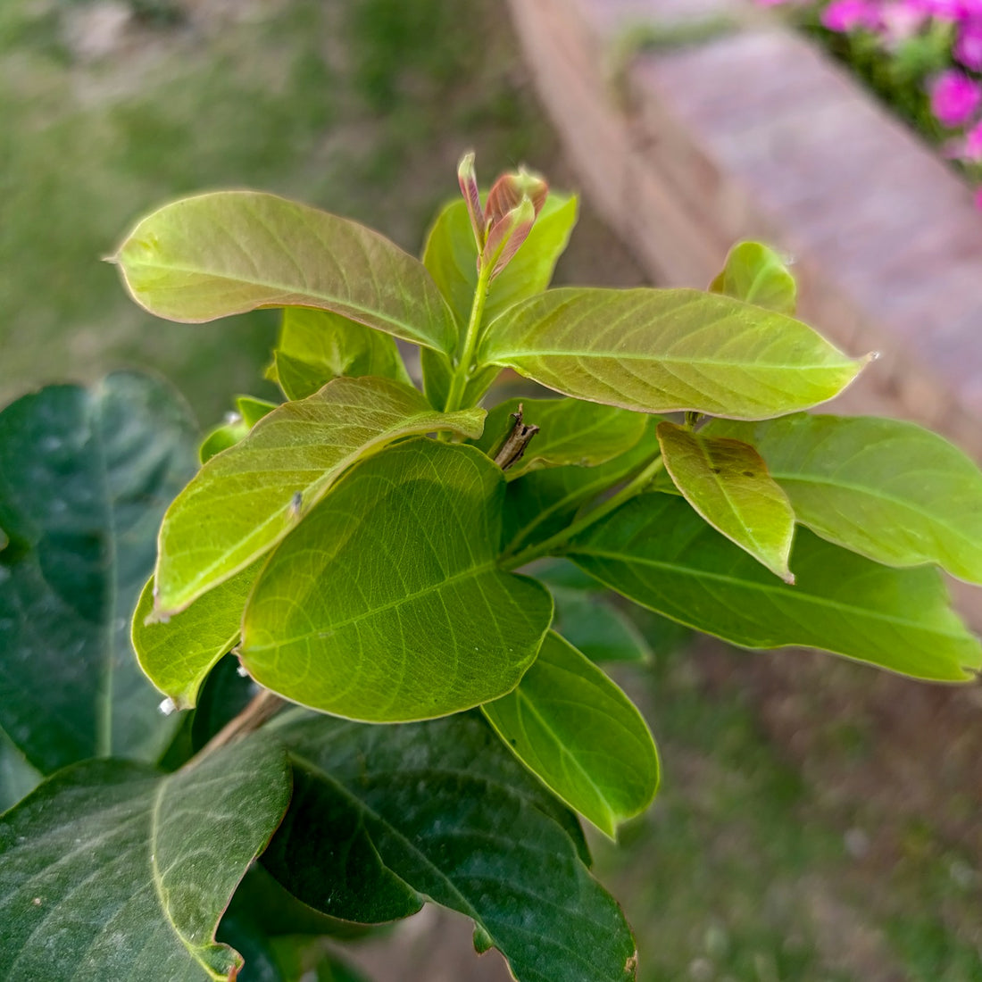 Clusia ‘Princess’